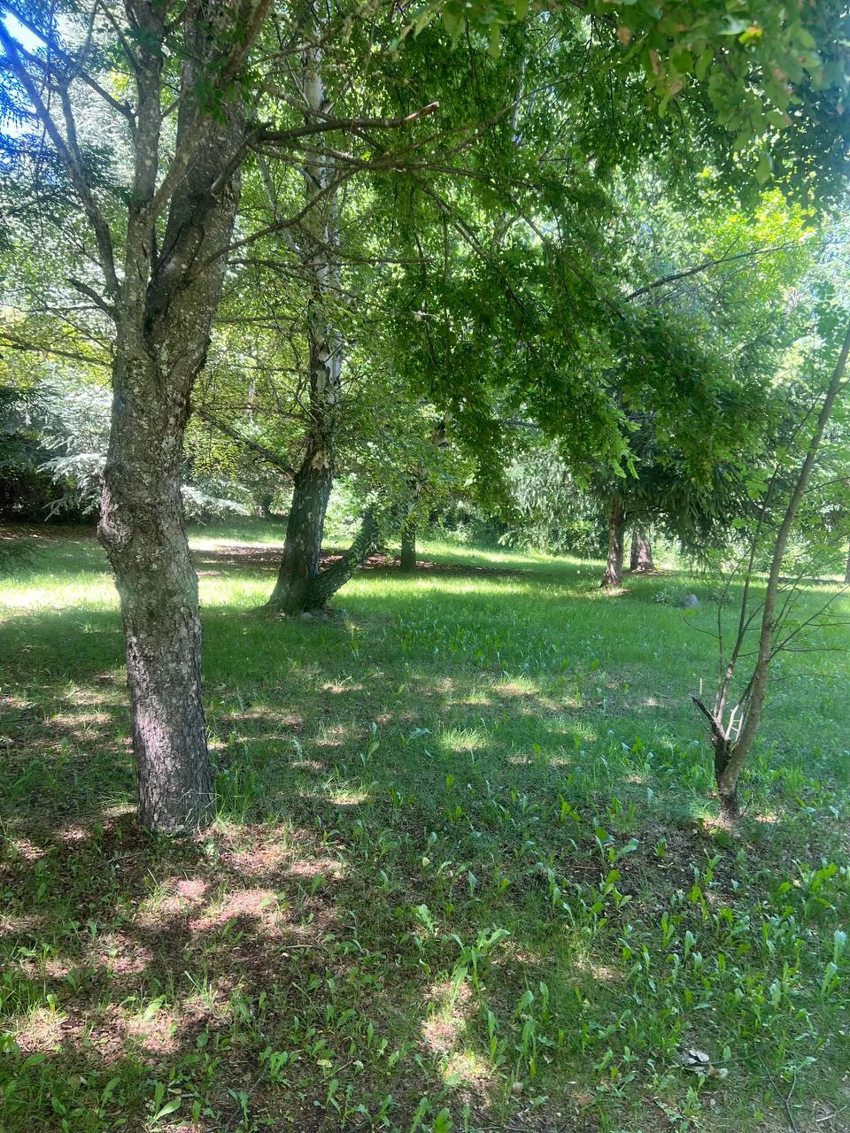 La sombra de la arboleda en el parque